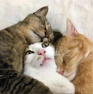 Create meme: cats hugging, hugging cats, kissing cats