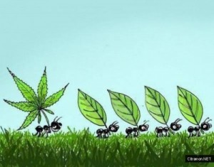 Создать мем: weed, ant cartoon, marijuana tumblr