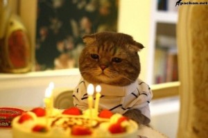 Create meme: cat with the cake, happy birthday cat, cat cake happy birthday