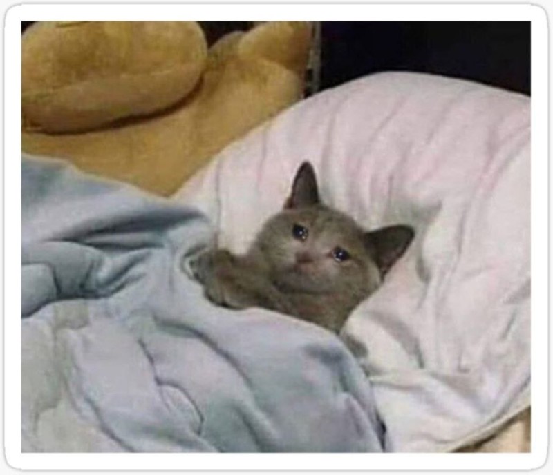 Создать мем: котик лежит под одеялом, кот, спокойной ночи, малыши!