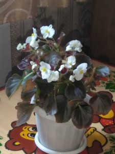 Создать мем: begonia semperflorens, растение бегония, бегония виски фото