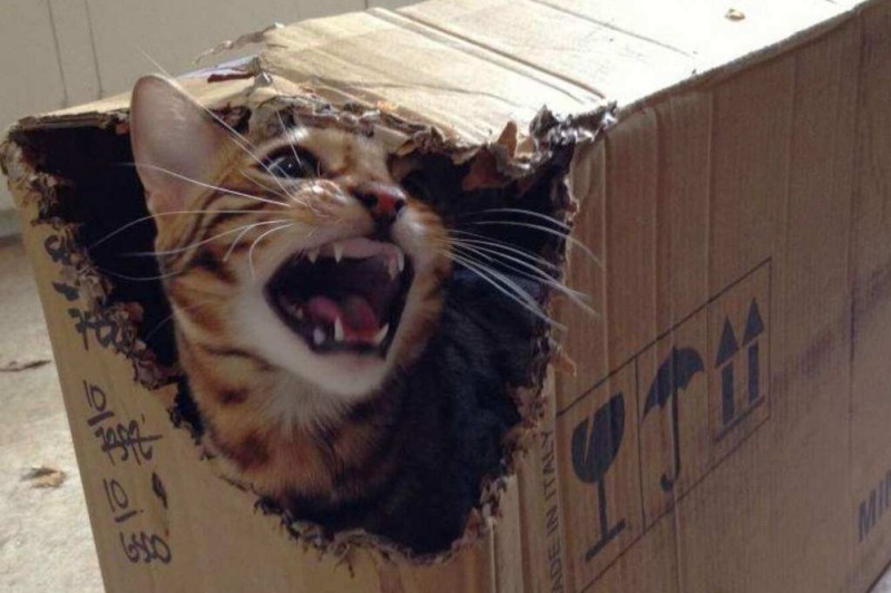 Create meme: schrodinger's cat, Schrodinger's cat in a box, The cat in Schrodinger's box