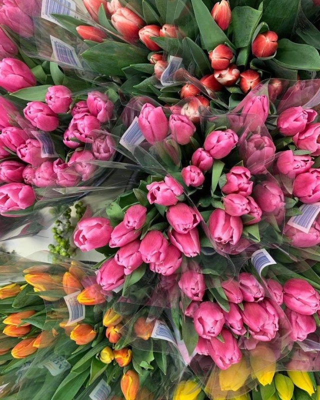 Create meme: tulips wholesale, bouquet of tulips 49pcs, tulips are a huge bouquet