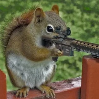 Create meme: fighting squirrel, squirrel with automatic, military squirrel