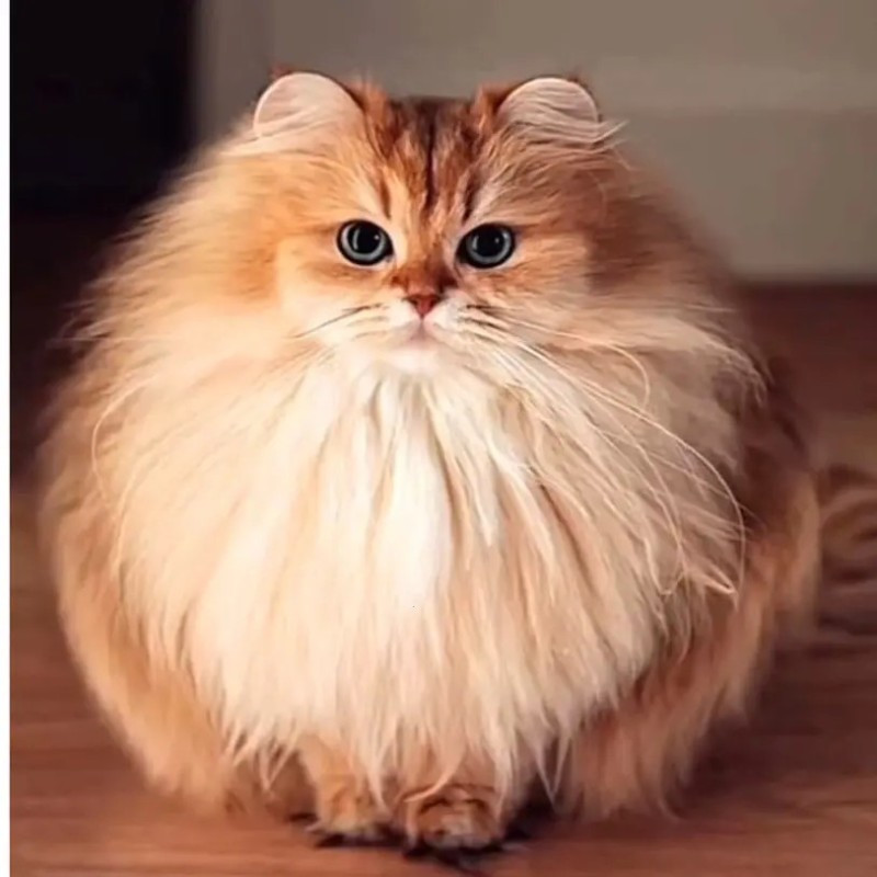 Create meme: long-haired cats , the most beautiful cat breeds, Persian cat 