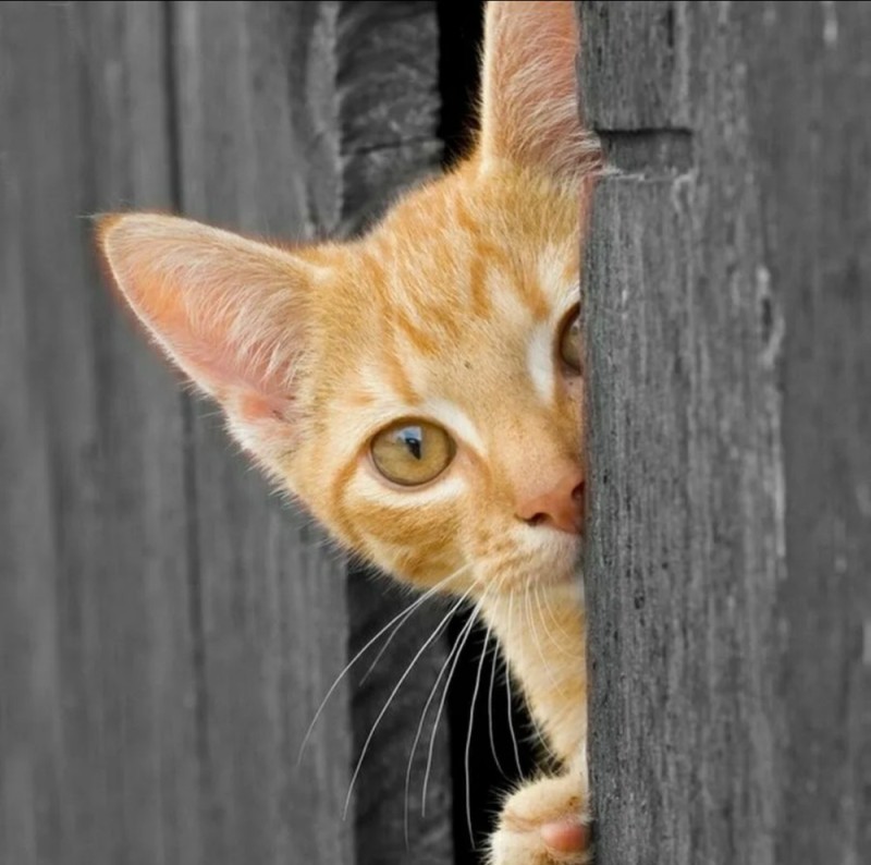 Create meme: orange cat, red cat , the ginger cat looks out