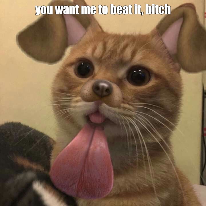 Создать мем: котики, котик мем, милые котики