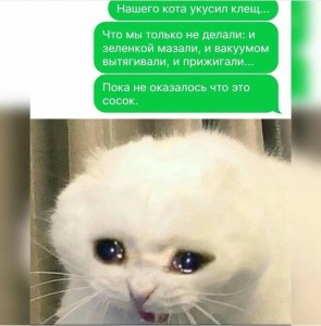 Создать мем: милые мемы с котиками, кот плачет мем, плачущий котик