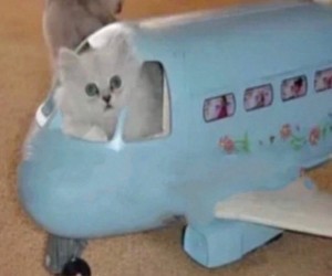 Создать мем: котенок в самолете, котик, кот