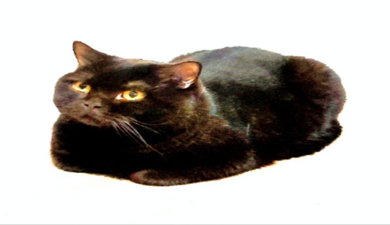Create meme: British Shorthair black, The Brit is black, British cat black