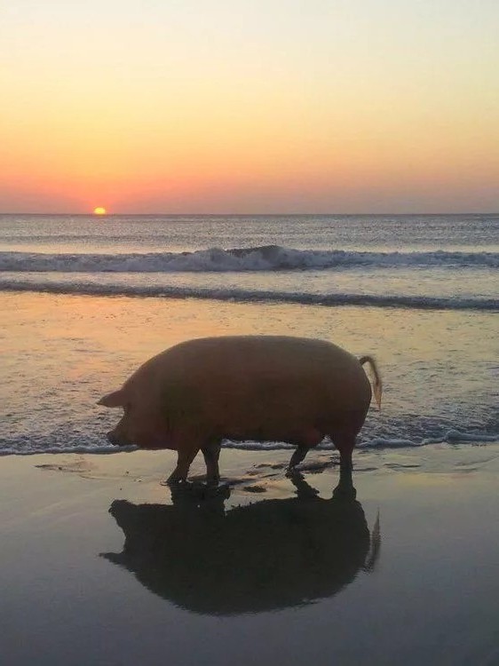 Создать мем: свинья, свинья на берегу моря, свинья на закате