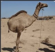 Create meme: camel , The camel nur is one-humped, a two-legged camel