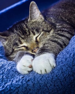 Create meme: kitty is sleeping, animals cats, sleeping cat