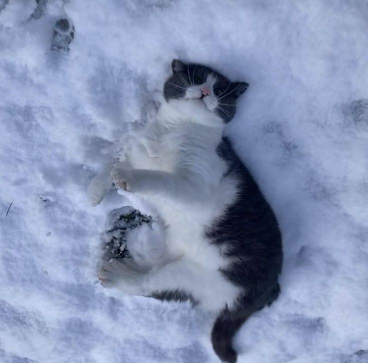 Create meme: cat , cat snow, kitty 