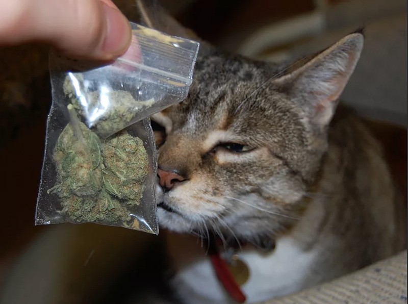 Создать мем: кот с косяком, котик наркотик, кот с марихуаной