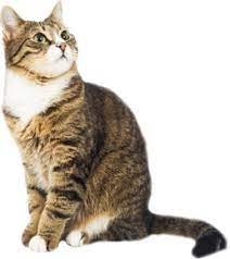 Создать мем: короткошерстные кошки, кошка американская короткошерстная, европейская кошка