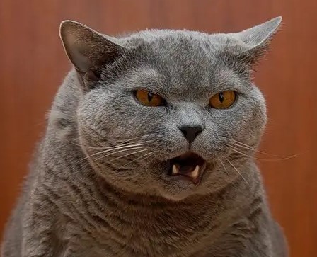 Создать мем: смешной котяра, смешные коты, британская кошка