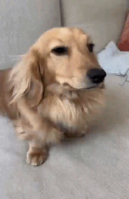 Create meme: the dog is sad, long-haired dachshund, Spaniel 