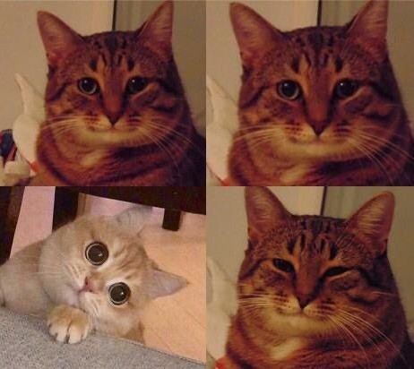 Создать мем: мемы с котами, котик мем, коты мемы