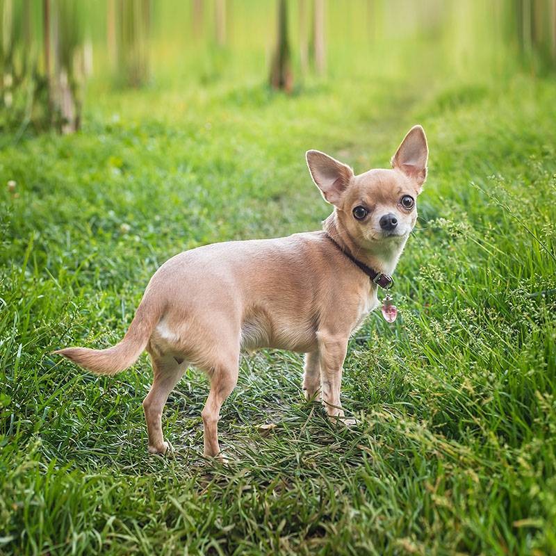 Create meme: Chihuahua , breed Chihuahua, chihuahua shorthair