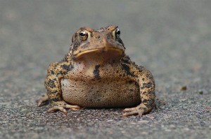 Создать мем: жаба бородавочник, жаба лягушка, обыкновенная жаба