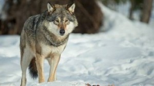 Create meme: the wolf in winter pictures for children, photo of a wolf in the woods, wolf