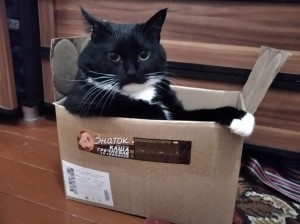 Создать мем: cat, кот, смешной кот в коробке