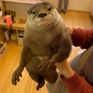 Create meme: good otter, cute pet otters, otter home
