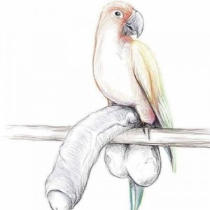 Создать мем: рисунок попугая карандашом легко, рисунок попугая карандашом для детей, рисунок попугая