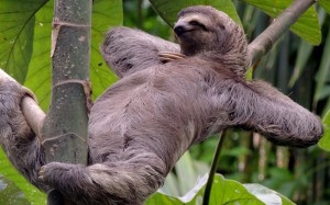Create meme: animal sloth, sloth, sloth