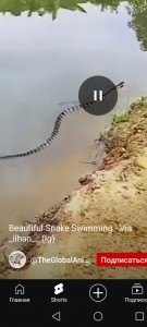 Создать мем: огромная змея, уж в озере, сома змея