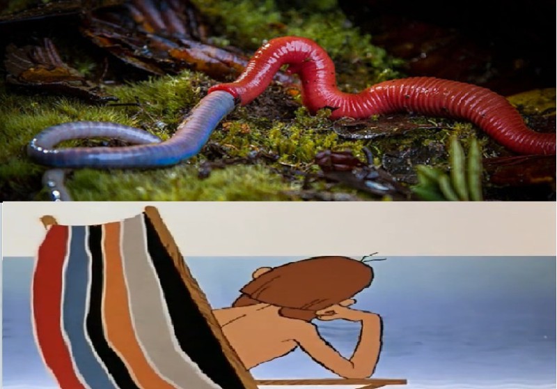 Create meme: giant leech, eisenia nordenskioldi, a huge leech