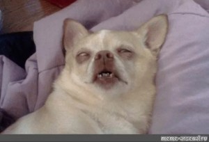 Create meme: drunk dog , Chihuahua memes, meme dog Chihuahua