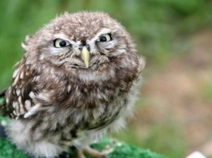Create meme: owl demotivator, owl, owlet