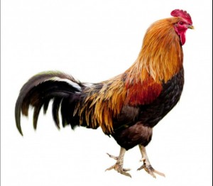 Create meme: the rooster crows on a white background, rooster