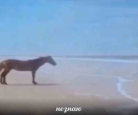 Создать мем: конь у моря мем, потому лошадь мем, мем конь