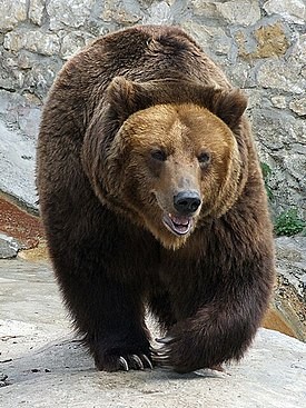 Create meme: brown bear brown bears, grizzly north american brown bear, brown bear in the Moscow zoo