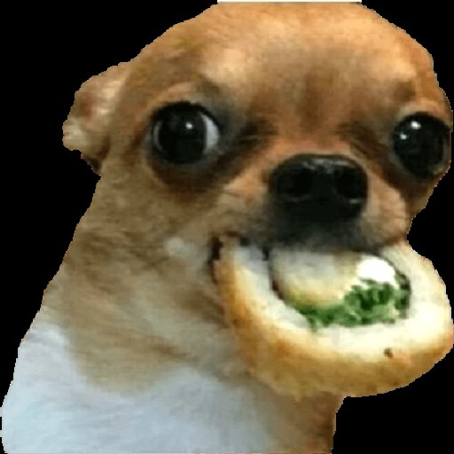 Create meme: Chihuahua memes, meme dog with a roll, a meme with a dog and sushi