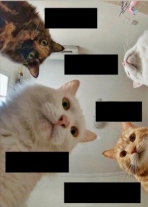 Создать мем: кот, кошки, кот мем