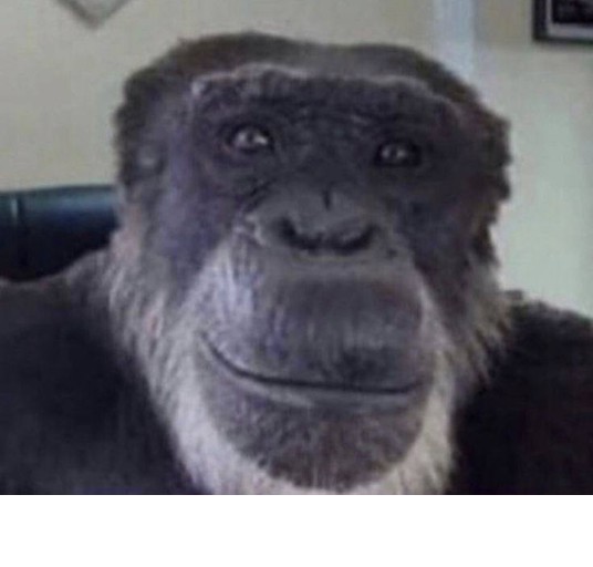 Create meme: gorilla meme, okay monkey, gorilla monkey