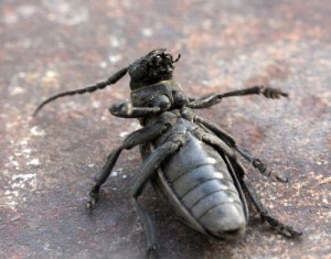 Create meme: cerambycidae, the root borer, beetle