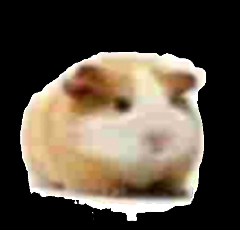 Create meme: mumps , white guinea pig, Borya the hamster