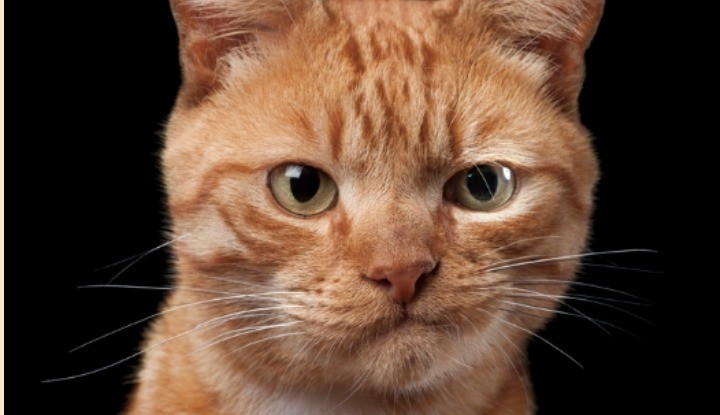 Create meme: surprised ginger cat, sly red cat, cat 