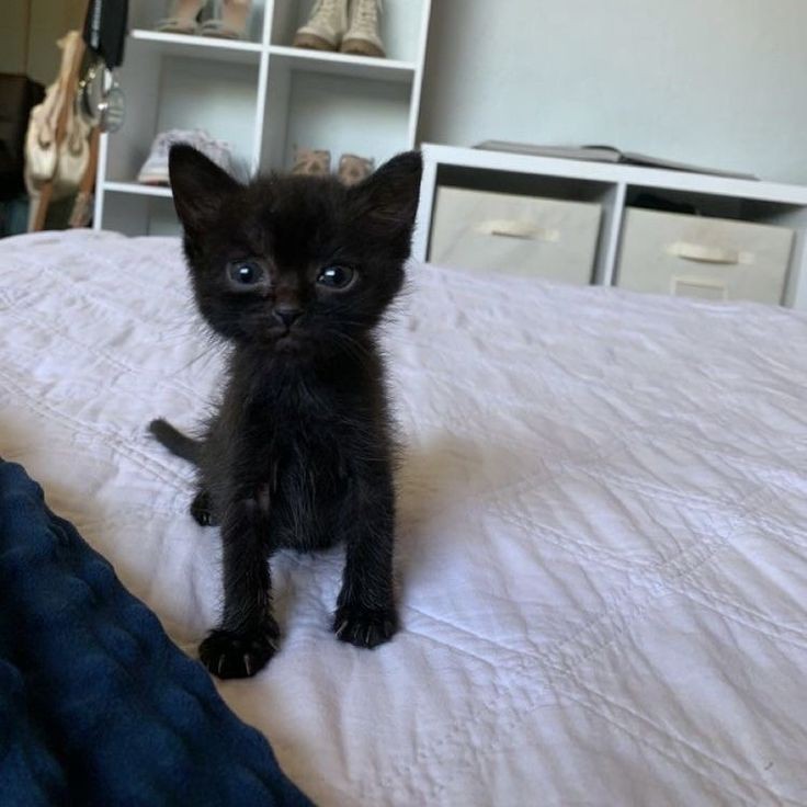 Create meme: black kitten , The black kitten is a week old, black cat 