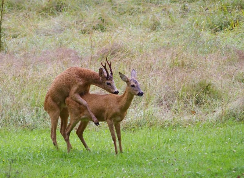 Create meme: european roe deer, roe deer and deer, ROE 