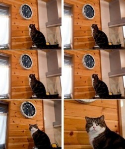 Create meme: and watch cat meme, cat time, meme the cat and the clock time