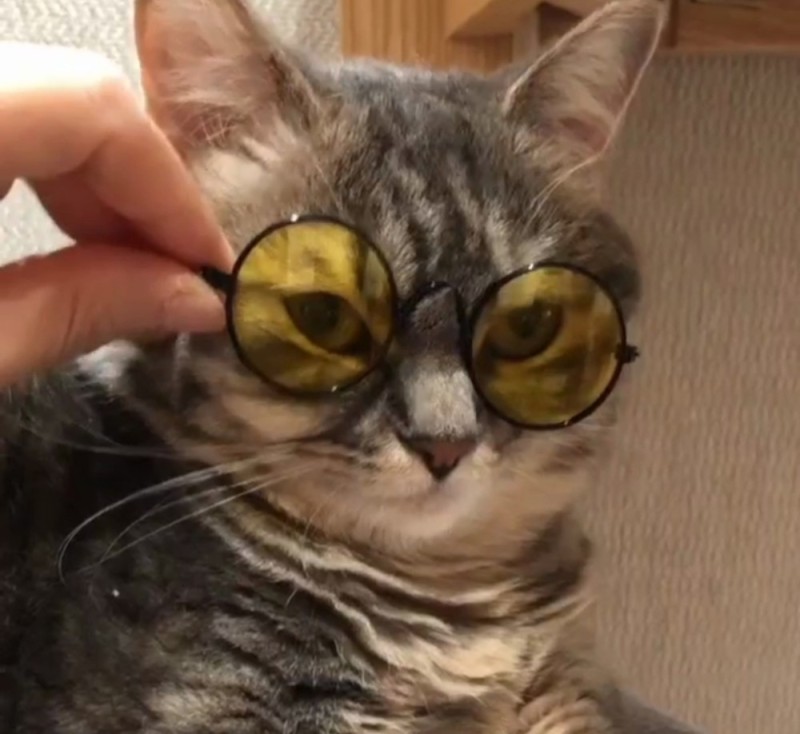 Create meme: glasses for cats, cat , cat glasses