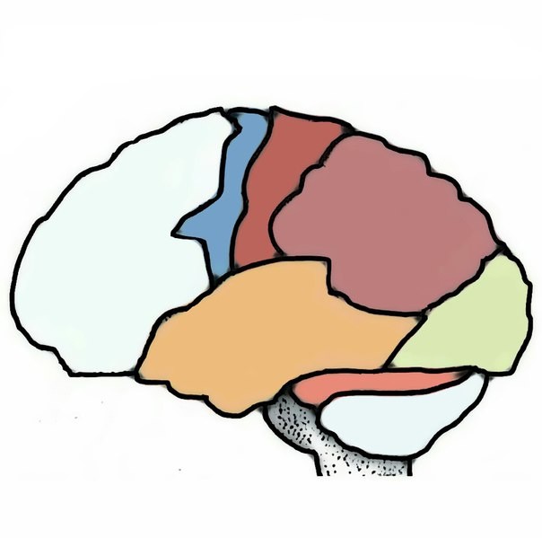 Создать мем: мозг строение, из чего состоит мозг, точная структура моего мозга