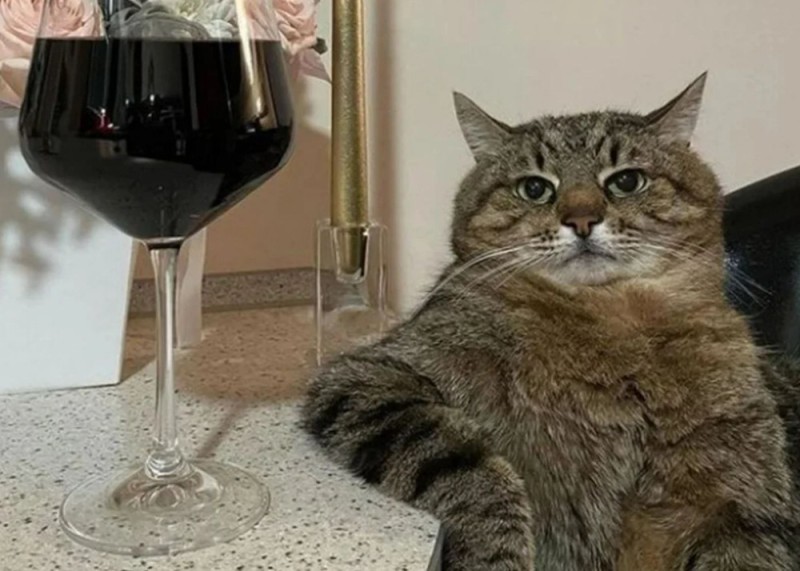Создать мем: кот степан с вином, кот с бокалом вина, кот с бокалом