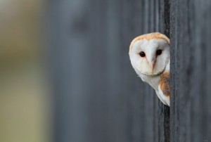 Create meme: the barn owl, white owl, owl is the barn owl